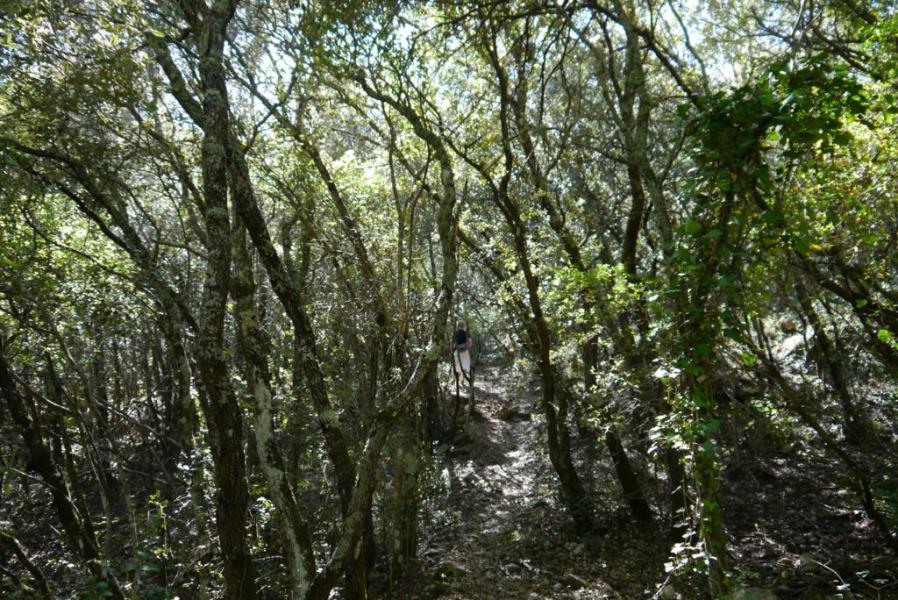 St Victoire, sentier confidentiel